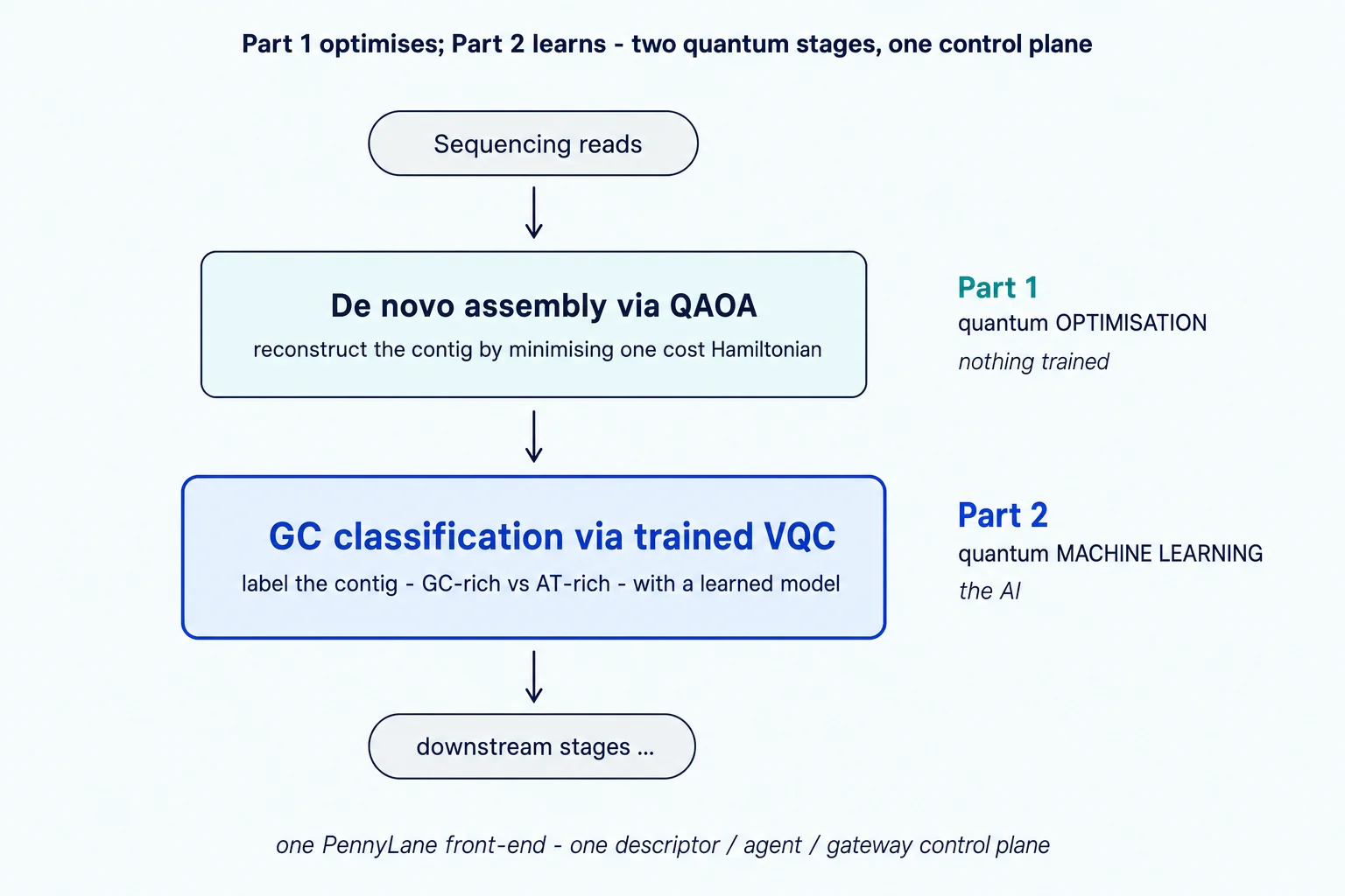 Figure: the two-stage governed pipeline. Sequencing reads feed a QAOA de novo assembly stage (Part 1 — quantum optimisation, nothing trained), whose contig feeds a trained variational quantum classifier (Part 2 — quantum machine learning, the AI), then on to downstream stages — both stages on one PennyLane front-end, under one descriptor / agent / gateway control plane.
